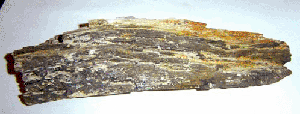 bois fossile
